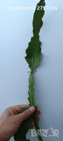Disocactus crenatus, снимка 4 - Стайни растения - 56515596