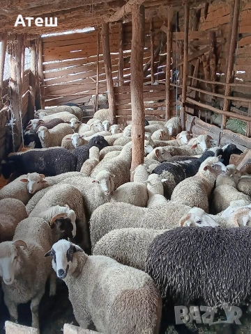 Агнета за клане и за дамазлък, снимка 6 - Овце - 53992251