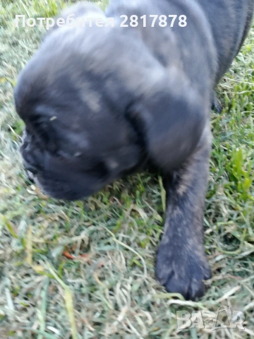 френски булдог , снимка 3 - Френски булдог - 54160417