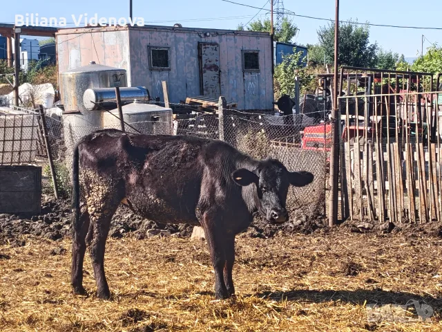 Продавам крави, юници и телета , снимка 15 - Крави - 55324137