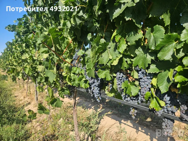 Продавам грозде, снимка 9 - Сортови семена и луковици - 55837485