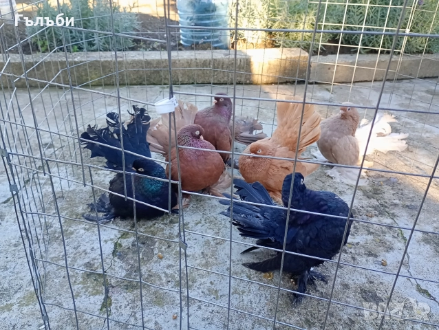 Ростовски гълъби , снимка 11 - Гълъби - 51955942