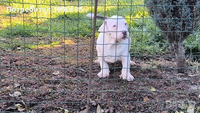 Американско Були Хл Момичета , снимка 2 - Питбул - 52863050