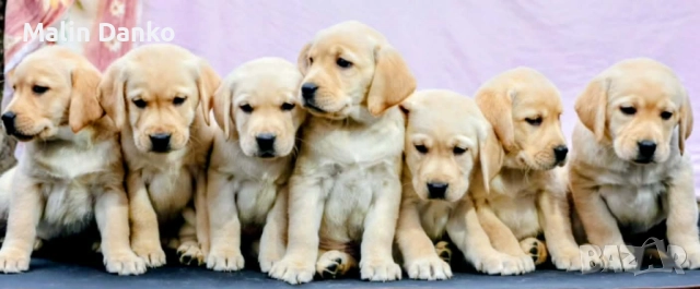 7 невероятни момичета 