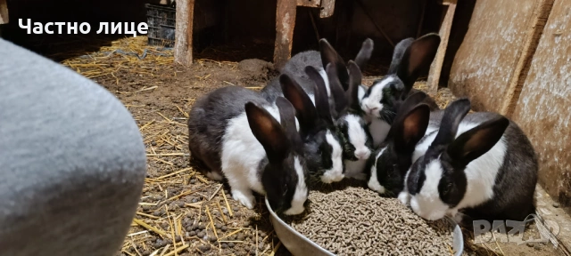 Продавам 5 женски млади холандски зайки, снимка 3 - Други - 54044428