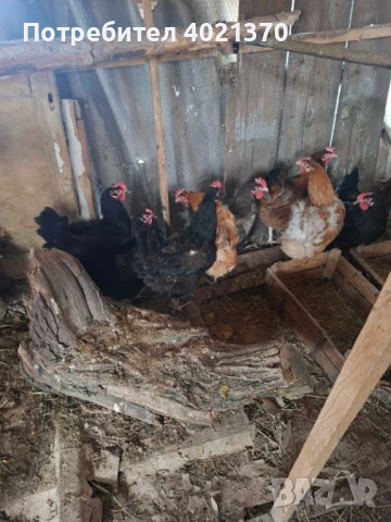 Селски кокошки, снимка 4 - Кокошки и пуйки - 54195573