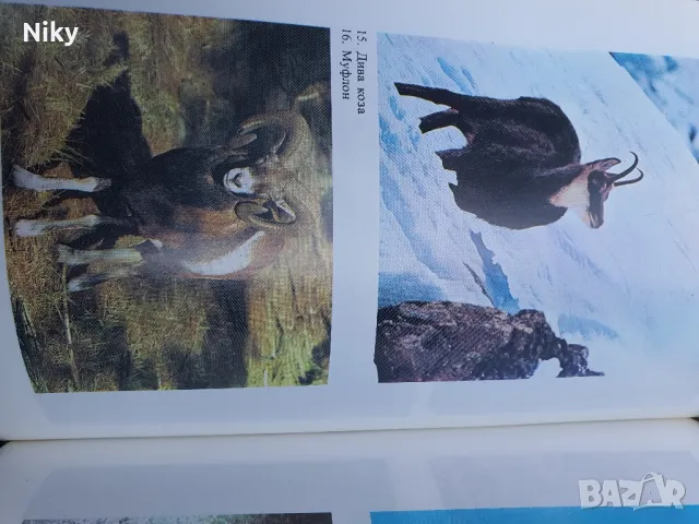 Книга за лов и риболов , снимка 4 - Екипировка - 48345598