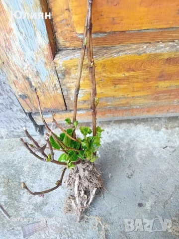 Хортензия бяла и розова , снимка 8 - Разсади - 50764477