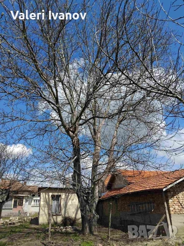 Премахване на опасни дървета, снимка 3 - Други услуги - 54166475