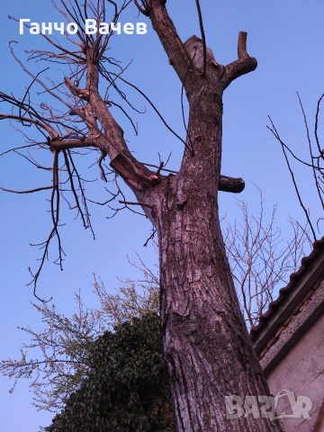 Орехово дърво за материал.