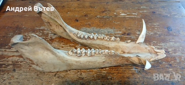 Ловен трофей от глиган, снимка 2 - Ловно оръжие - 53301371