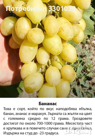 Резници от лози Аватар, Рататуй, Бананас и др. бутикови сортове грозде, снимка 2 - Разсади - 53892278