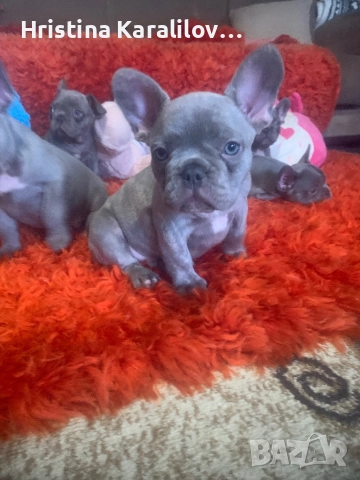 Френски булдочета, снимка 3 - Френски булдог - 52495348