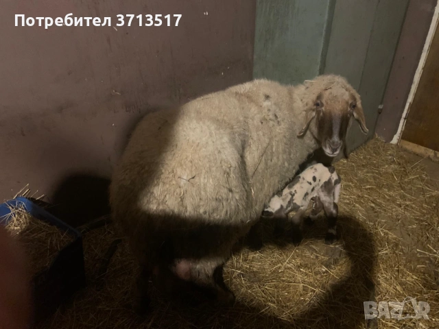 продавам едра овца