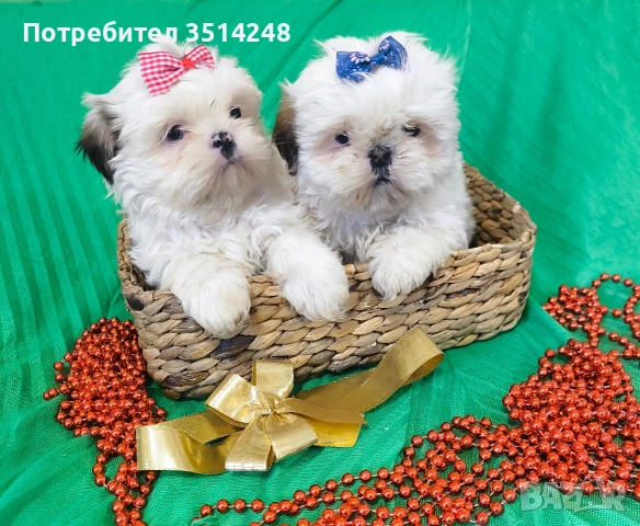 Ши тцу , снимка 2 - Ши Тцу - 52917104