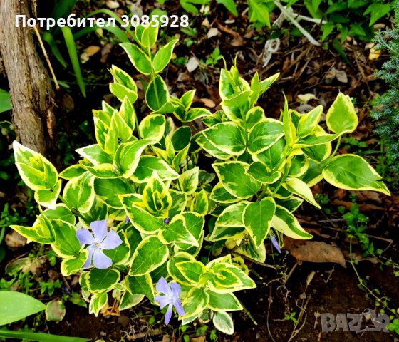Винка Vinca minor, снимка 4 - Градински цветя и растения - 38471753