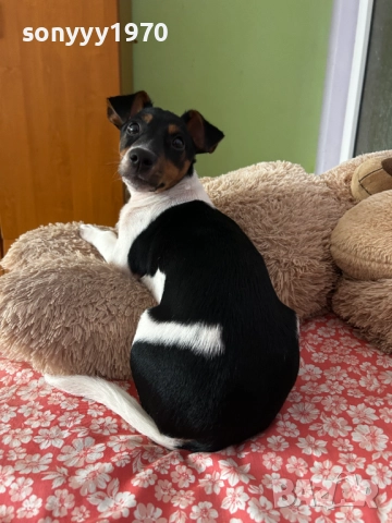 ДЖАК РЪСЕЛ 0201262022, снимка 13 - Джак ръсел териер - 52957926