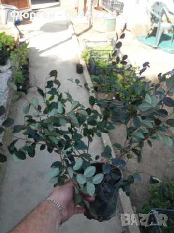 Лоропеталум/ Loropetalum - червен, снимка 5 - Разсади - 50963920