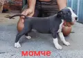 Pitbul-Питбул-Pitbul, снимка 6