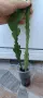 Disocactus crenatus, снимка 5