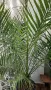 ФИНИКОВА КАНАРСКА ПАЛМА , снимка 5