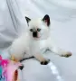 Шотландски със сини очи. , снимка 3
