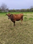 Продавам крава БРГ , снимка 1