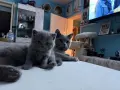 Британски късокосмести котета , снимка 1