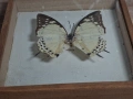 Препарирана Пеперуда в Рамка, снимка 9