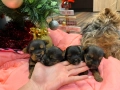 Мини йорки , снимка 4