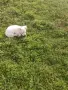 Чистокръвни пинчери !, снимка 10