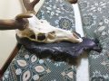 Трофей от голям благороден елен с поставка от дъб–ръчна дърворезба., снимка 6