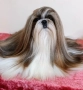 Кученца Ши Тцу /SHIH TZU FCI pedigree , снимка 4