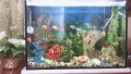 Аквариум , снимка 1