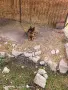 Чисто кръвна немска, снимка 2