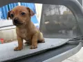 Мини пинчер пясъчен, снимка 1