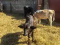 Продавам телета и биволи, снимка 1