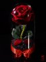 Подарък за Жена за Рожден Ден / Вечна Роза в Стъкленица / Незабравим Подарък за Годишнина, снимка 2
