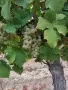 Гроздe Мускат Отонeл 🍇 , снимка 1
