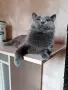 персийски британски котета , снимка 9