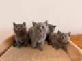 Британски котенца – 2 мъжки и 1 женско 🐱, снимка 3