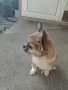 момиченце чихуа , снимка 3