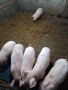 Продавам малки прасета, снимка 2