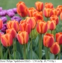 Лале (Tulipa 'Apeldoorn Elite') – луковици, снимка 1