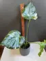 Monstera Thai Constellation /Монстера Тай Констеллейшъ, снимка 1