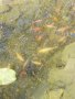 Езерни златни рибки и рибки кои, снимка 2