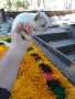 Продавам женско мини чихуахуа, снимка 3