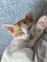 ПОДАРЯВАМ женски котенца, снимка 8
