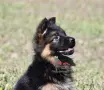 Немски овчарки с дълъг косъм от развъдник , снимка 4