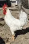 Продавам 2 броя петлета бял легхорн, снимка 2